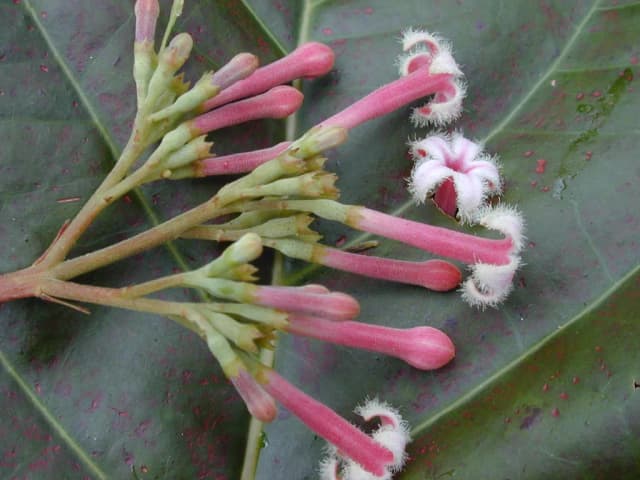 CINCHONA PUBESCENS BARK EXTRACT 대표 사진