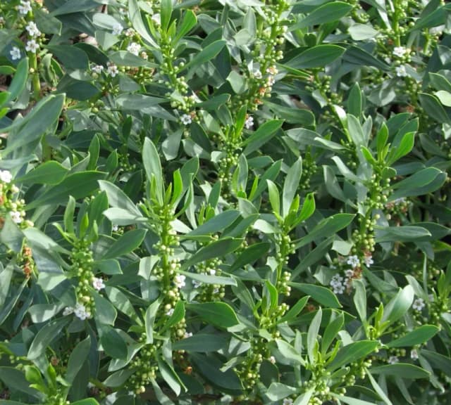 MYOPORUM INSULARE FRUIT EXTRACT 대표 사진