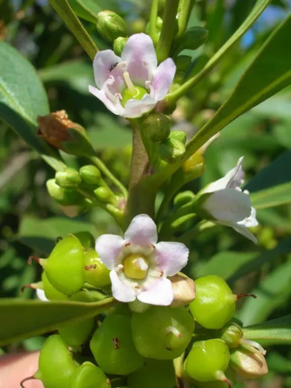 MYOPORUM SANDWICENSE WOOD OIL 대표 사진