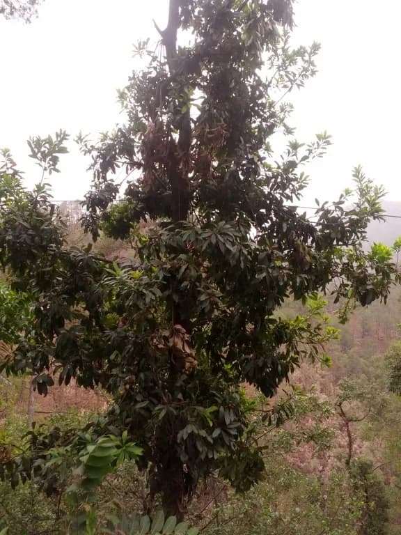 MYRICA ESCULENTA BARK EXTRACT 대표 사진