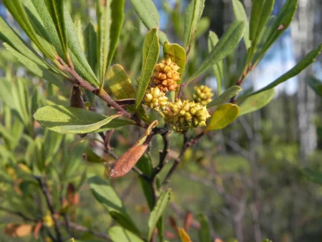 MYRICA GALE LEAF POWDER 대표 사진