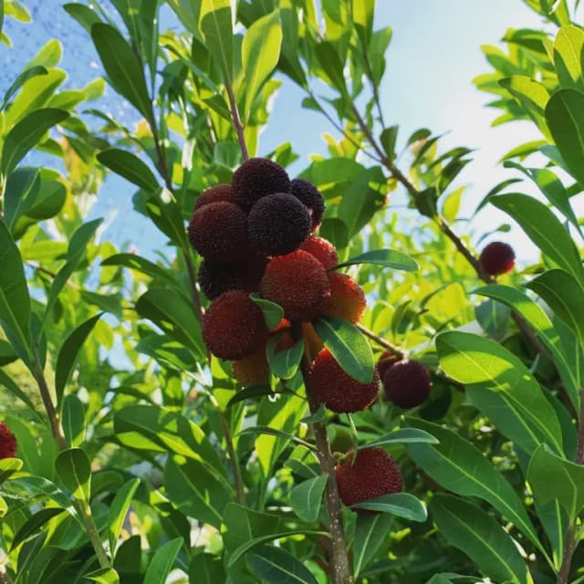 MYRICA RUBRA FRUIT EXTRACT 대표 사진
