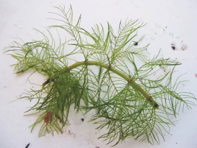 MYRIOPHYLLUM VERTICILLATUM EXTRACT 대표 사진
