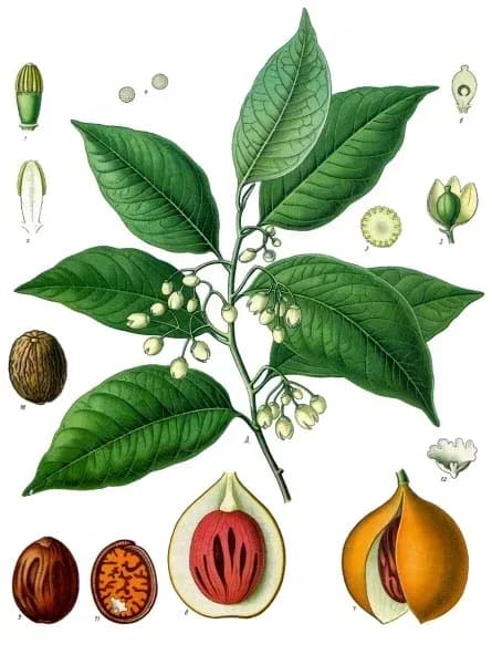 MYRISTICA FRAGRANS SEED 대표 사진