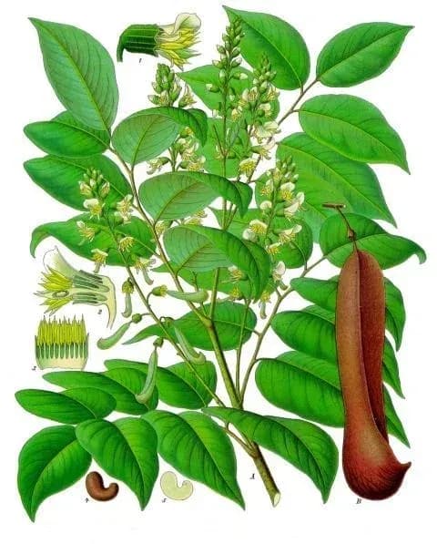 MYROXYLON PEREIRAE RESIN EXTRACT 대표 사진