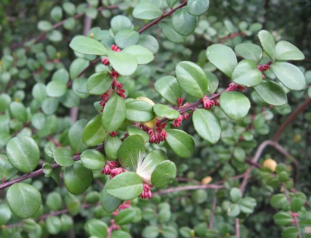 MYRSINE AFRICANA LEAF EXTRACT 대표 사진