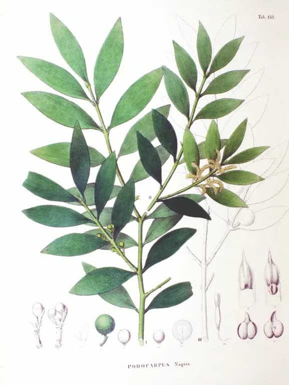 NAGEIA NAGI SEED OIL 대표 사진