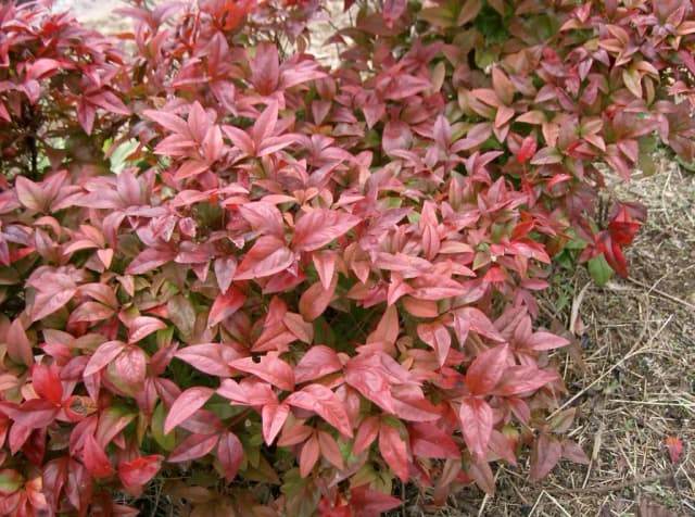 NANDINA DOMESTICA LEAF EXTRACT 대표 사진