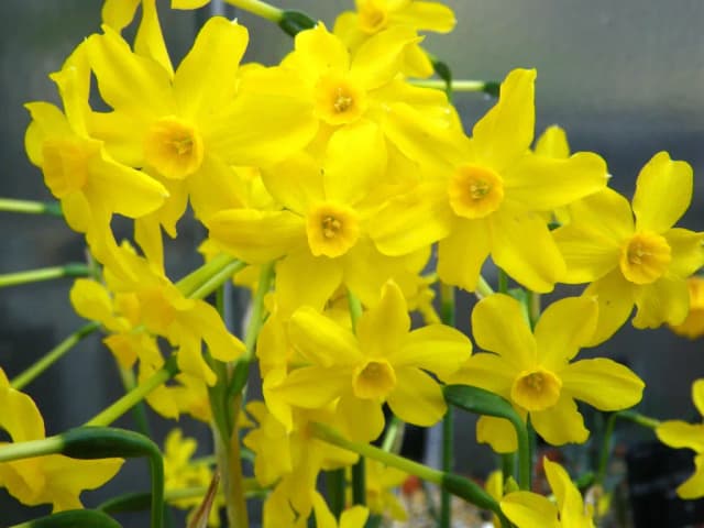 NARCISSUS JONQUILLA CALLUS EXTRACT 대표 사진