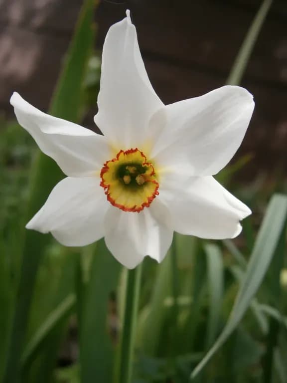 NARCISSUS POETICUS FLOWER WAX 대표 사진