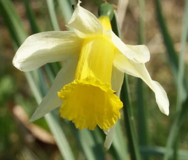 NARCISSUS PSEUDONARCISSUS FLOWER EXTRACT 대표 사진