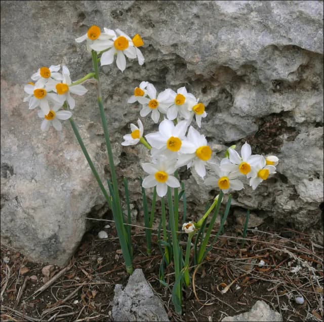 NARCISSUS TAZETTA CALLUS EXTRACT 대표 사진