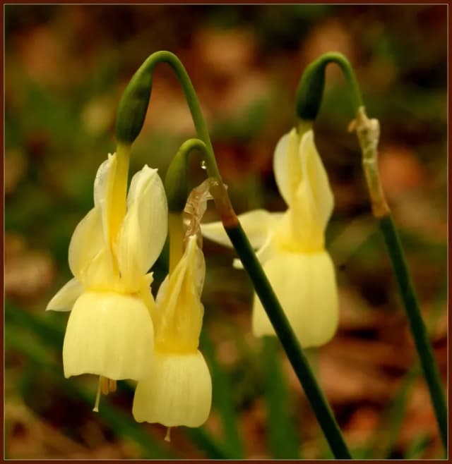 NARCISSUS TRIANDRUS EXTRACT 대표 사진