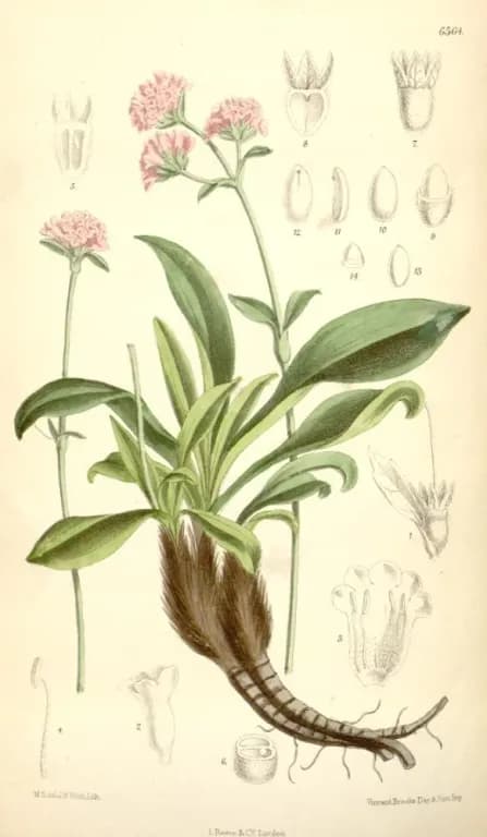 NARDOSTACHYS JATAMANSI ROOT EXTRACT 대표 사진