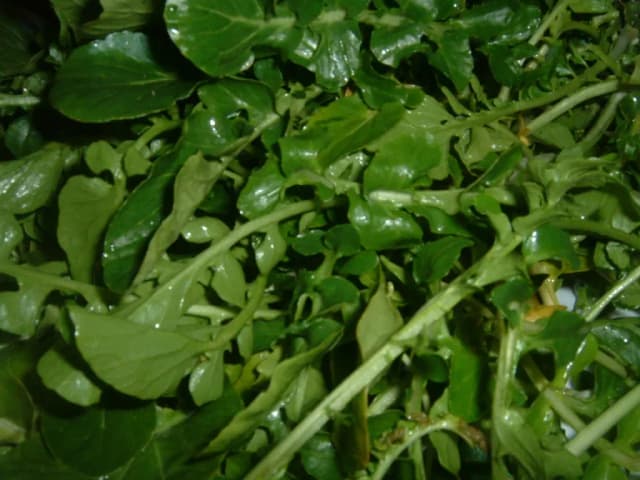 NASTURTIUM OFFICINALE LEAF POWDER 대표 사진