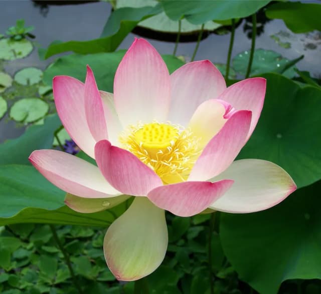NELUMBIUM SPECIOSUM SEED EXTRACT 대표 사진