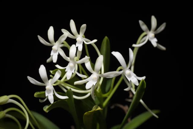 NEOFINETIA FALCATA CALLUS CULTURE EXTRACT 대표 사진