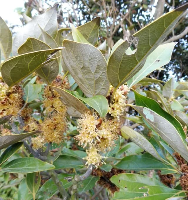 NEOLITSEA SERICEA FRUIT EXTRACT 대표 사진
