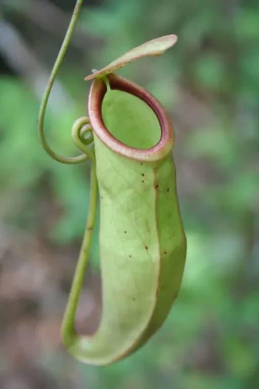 NEPENTHES MIRABILIS PITCHER EXTRACT 대표 사진