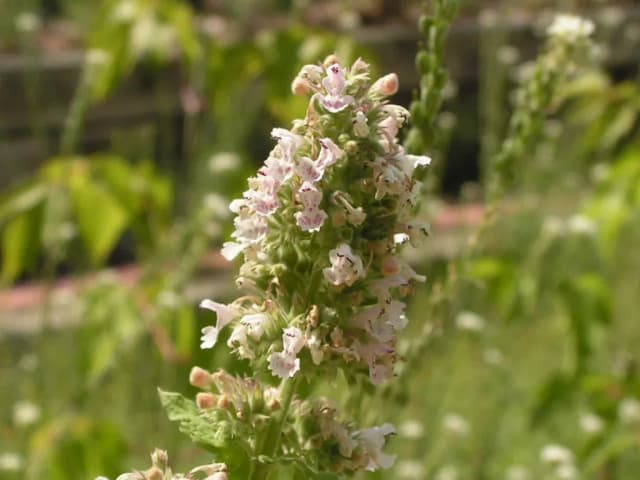 NEPETA CATARIA WATER 대표 사진