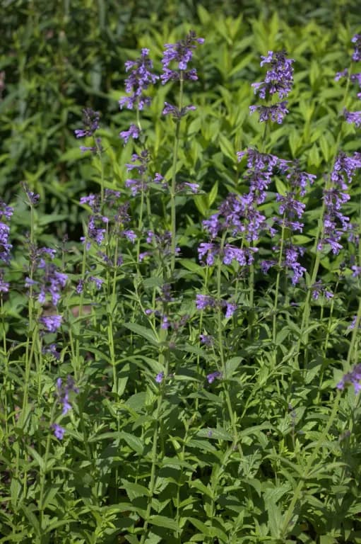 NEPETA SIBIRICA FLOWER/LEAF/STEM EXTRACT 대표 사진