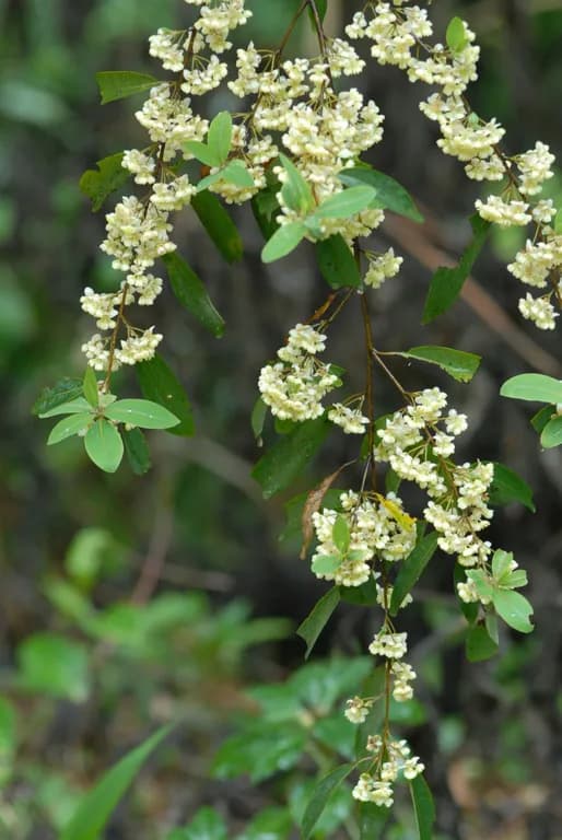 LITSEA CUBEBA FRUIT EXTRACT HYDROGENATED 대표 사진