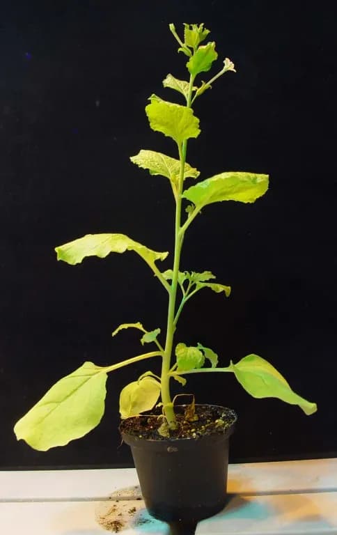 NICOTIANA BENTHAMIANA CALLUS EXTRACT/SR-(NICOTIANA BENTHAMIANA POLYPEPTIDE-1 SH-POLYPEPTIDE-6 TETRAPEPTIDE-123) 대표 사진