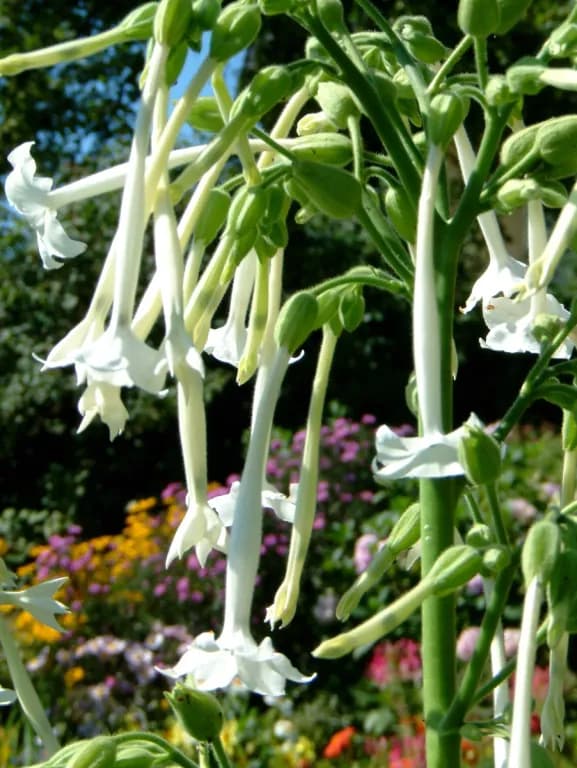 NICOTIANA SYLVESTRIS LEAF CELL CULTURE 대표 사진
