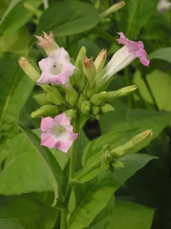 NICOTIANA TABACUM CALLUS LYSATE EXTRACT 대표 사진