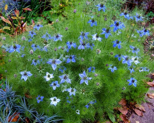 NIGELLA DAMASCENA SEED EXTRACT 대표 사진