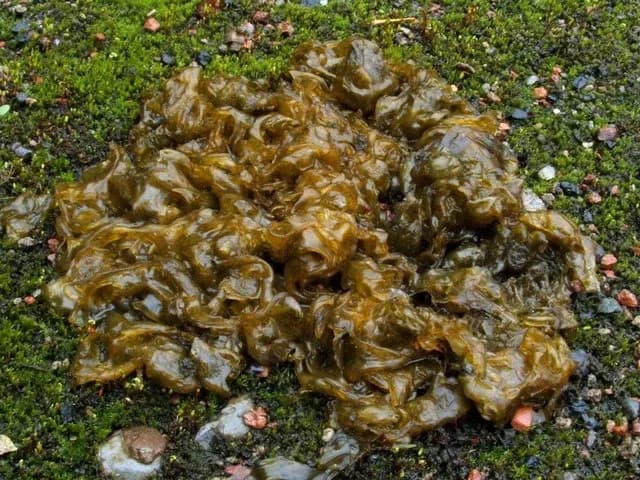 NOSTOC COMMUNE EXTRACT 대표 사진