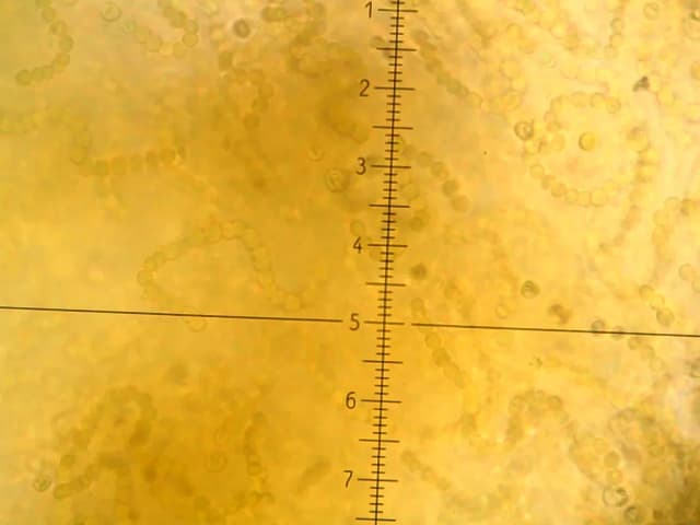 NOSTOC FLAGELLIFORME EXTRACT 대표 사진