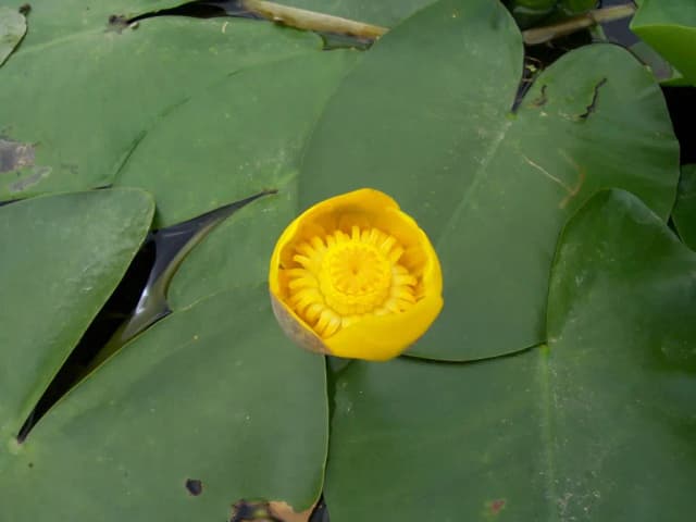 NUPHAR LUTEA EXTRACT 대표 사진