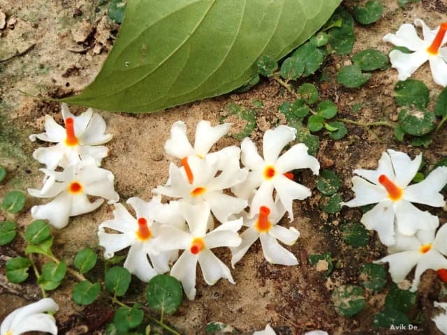 NYCTANTHES ARBOR-TRISTIS FLOWER EXTRACT 대표 사진