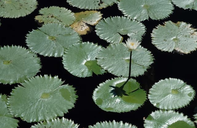 NYMPHAEA AMPLA FLOWER EXTRACT 대표 사진
