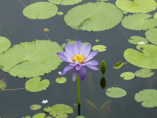 NYMPHAEA GIGANTEA FLOWER EXTRACT 대표 사진