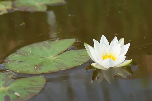 수련추출물 대표 사진
