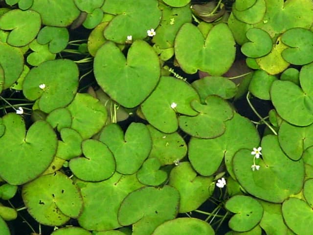 NYMPHOIDES HYDROPHYLLA STEM EXTRACT 대표 사진