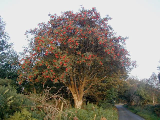 Sorbus aucuparia, extract 대표 사진