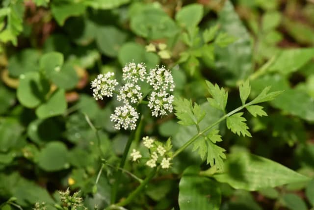 OENANTHE JAVANICA EXTRACT 대표 사진