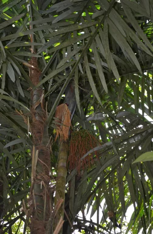 OENOCARPUS BACABA FRUIT OIL 대표 사진