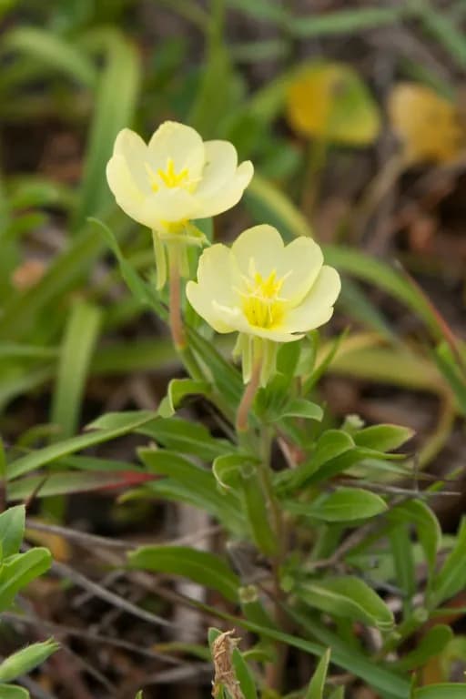 OENOTHERA LACINIATA LEAF/STEM EXTRACT 대표 사진