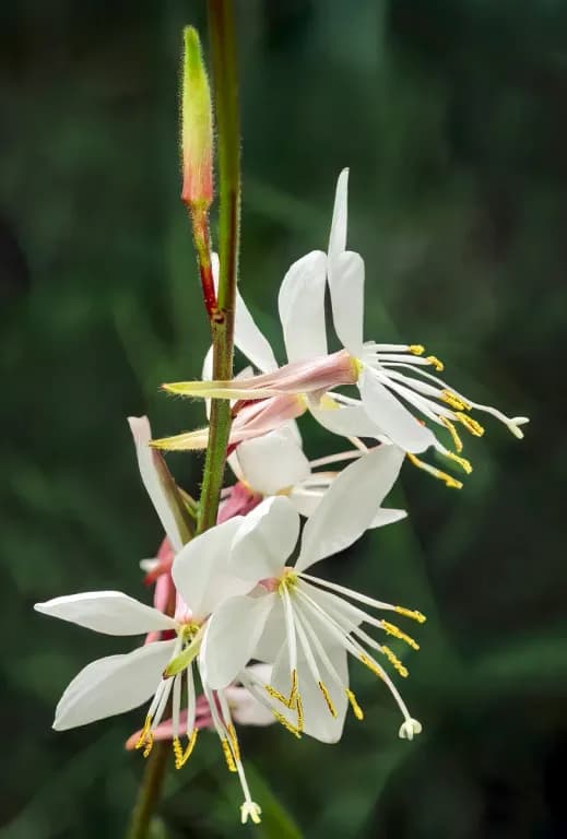 OENOTHERA LINDHEIMERI FLOWER EXTRACT 대표 사진