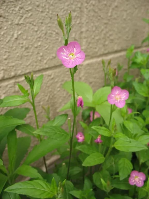 OENOTHERA ROSEA EXTRACT 대표 사진