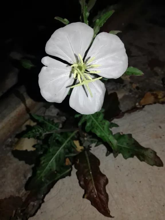 OENOTHERA TETRAPTERA LEAF EXTRACT 대표 사진