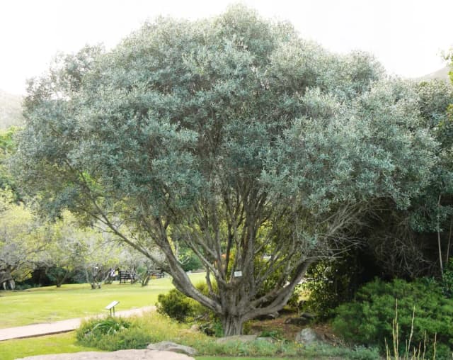 OLEA EUROPAEA LEAF WATER 대표 사진