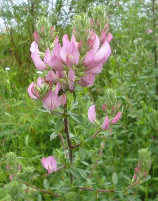ONONIS ARVENSIS ROOT EXTRACT 대표 사진