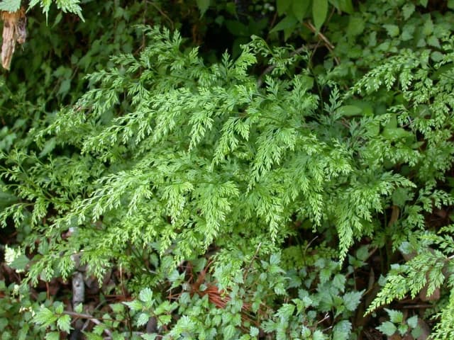 ONYCHIUM JAPONICUM EXTRACT 대표 사진