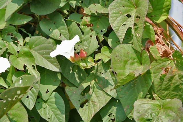 OPERCULINA TURPETHUM LEAF/STEM EXTRACT 대표 사진