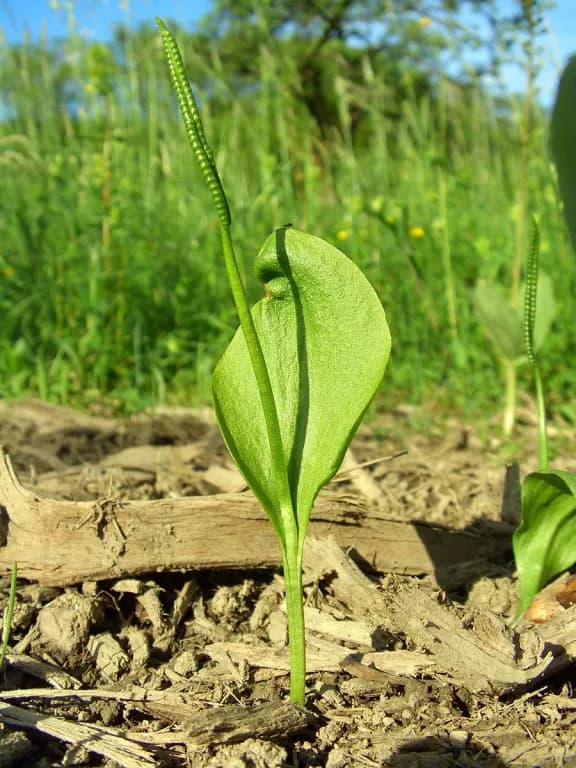 OPHIOGLOSSUM VULGATUM EXTRACT 대표 사진